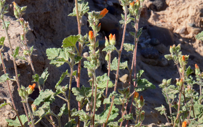 Sphaeralcea coulteri, Coulter's Globemallow